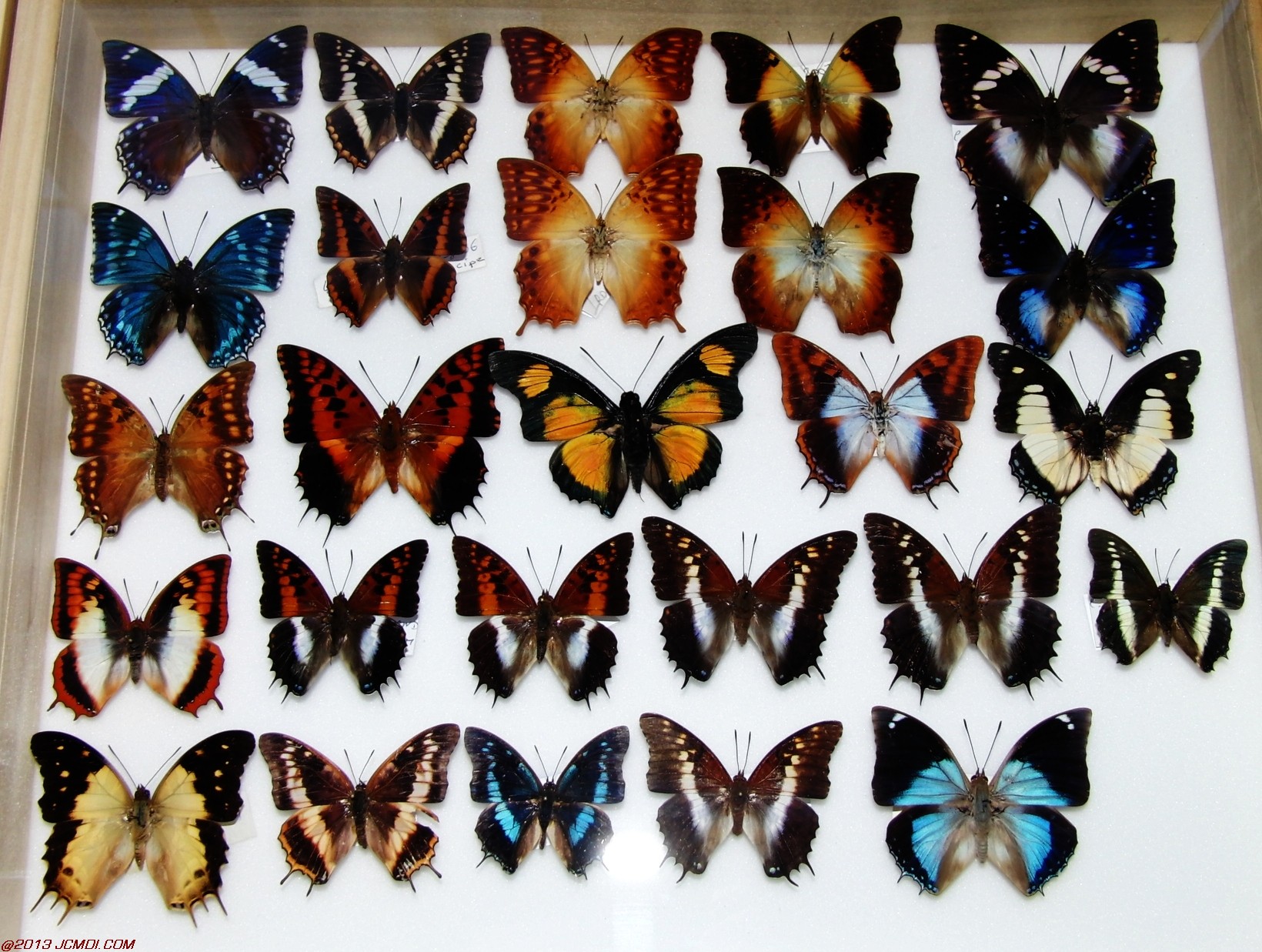 Case of Charaxes, Polygrapha, etc.
